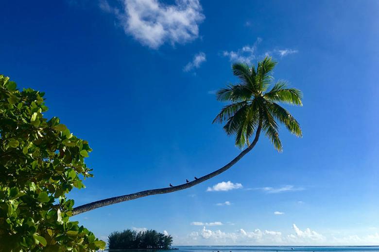 900x600-french-polynesia-moorea-beach-lodge-palm-milly
