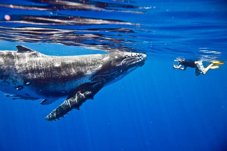 900x600-french-polynesia-moorea-humpback-tourist