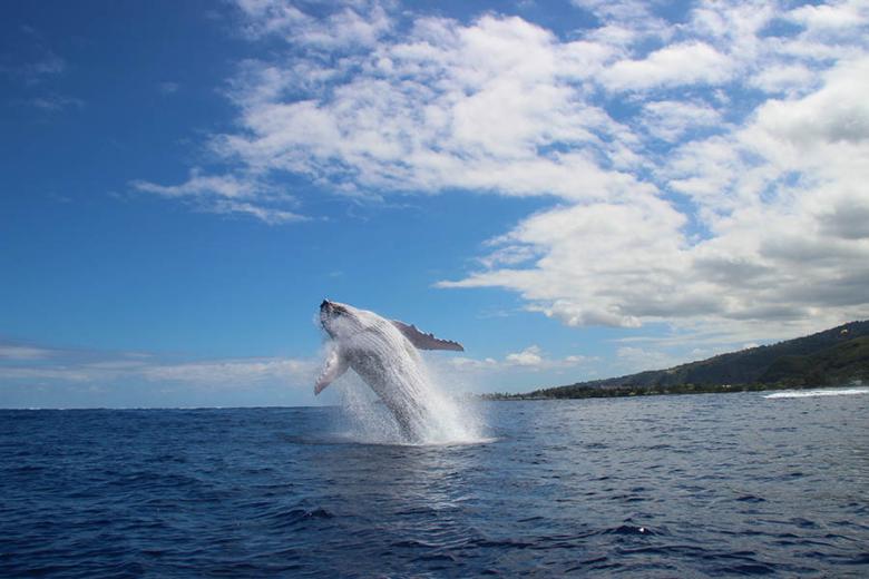 900x600-french-polynesia-rurutu-austral-islands-whale-breaching