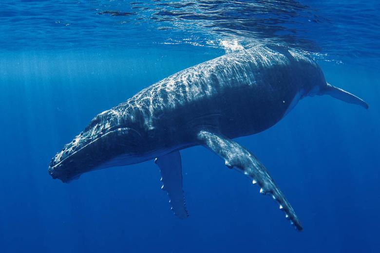 Spot whales on Rurutu in French Polynesia | Travel Nation