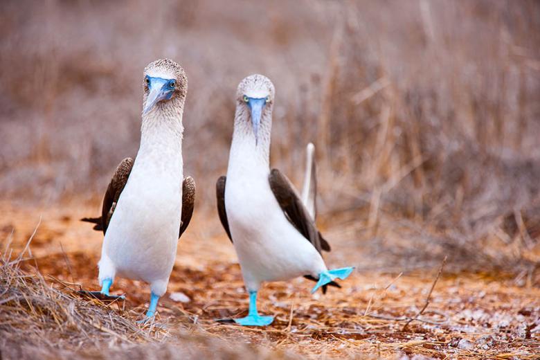 See blue-footed boobies dance in the Galapagos | Travel Nation