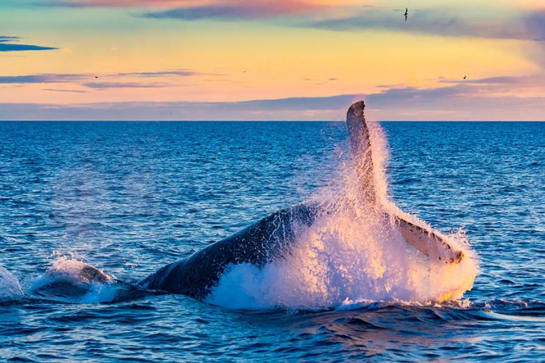 Spot whales off the coast of Iceland in summer | Travel Nation