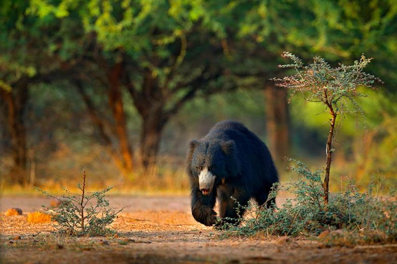 Spot sloth bears in Ranthambore National Park, India | Travel Nation