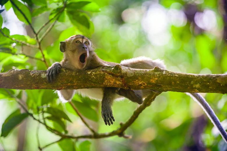 Spot crab-eating macaques in Sumatra | Travel Nation