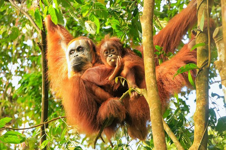 See wild orangutans in Sumatra | Travel Nation