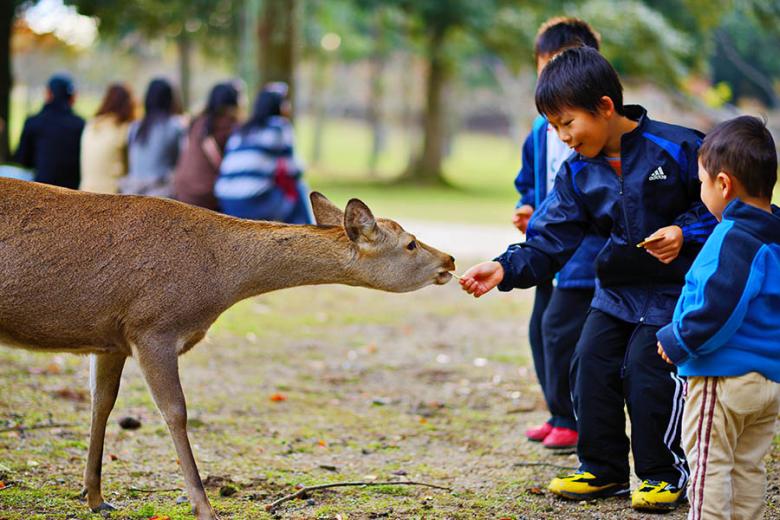 Feed the free-roaming deer in Nara, Japan | Travel Nation