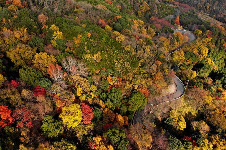 Drive Shikoku's quiet mountain roads in autumn | Travel Nation