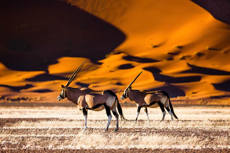 See oryx wandering in search of food