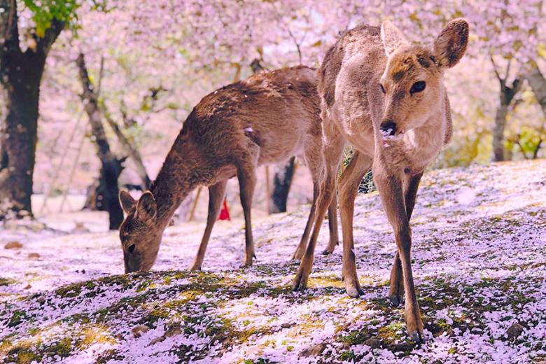900x600-nara-japan-deer