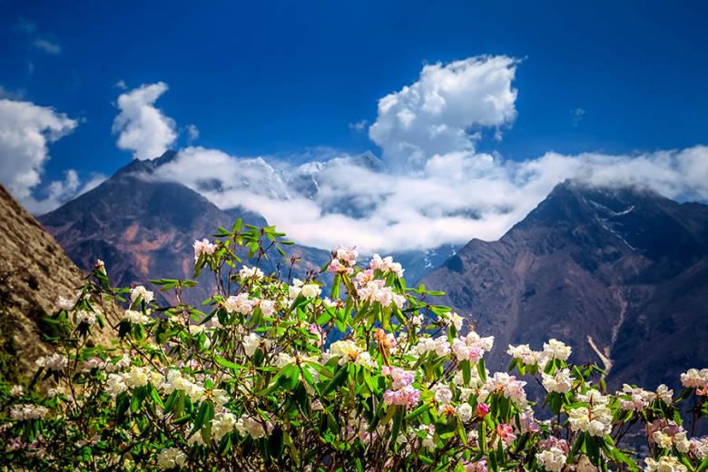 See rhododendrons in bloom in Nepal | Travel Nation