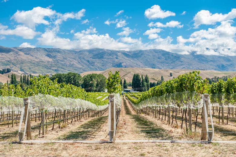 Visit the Gibbston Valley Vineyards in New Zealand | Travel Nation