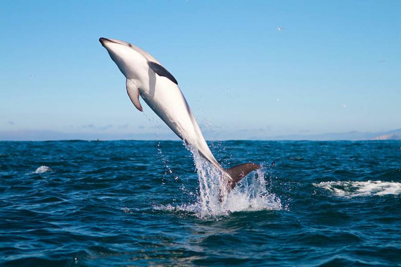 Spot whales and dolphins off the coast of Kaikoura | Travel Nation