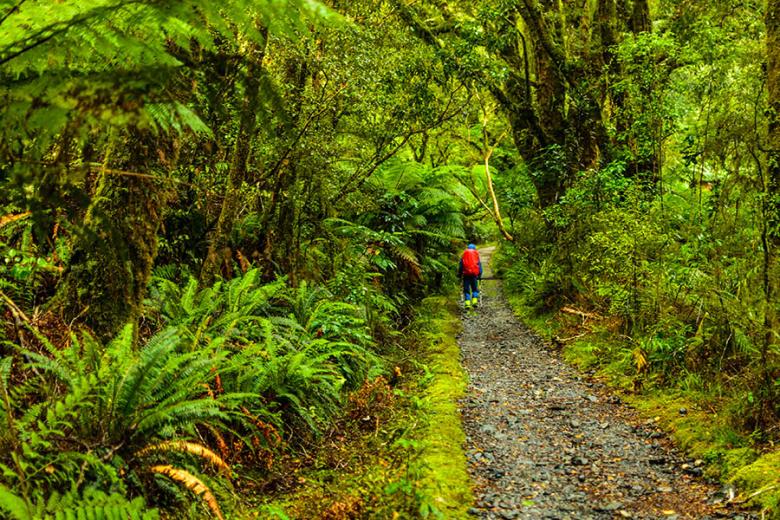 Hike through temperate rainforest on the Routeburn Track | Travel Nation