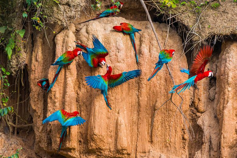 See rainbow macaws in Peru's Amazon | Travel Nation