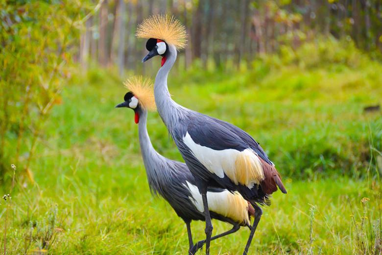 Spot grey crowned cranes in Rwanda | Travel Nation