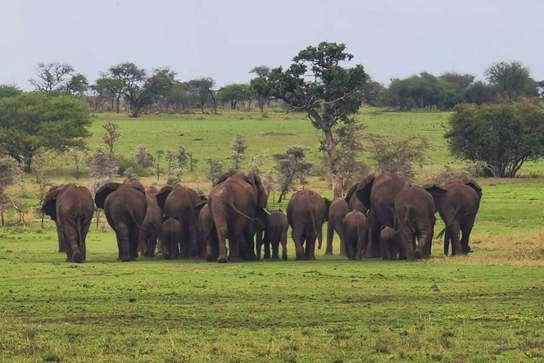 Elephants in Grumeti Game Reserve, Tanzania | Travel Nation