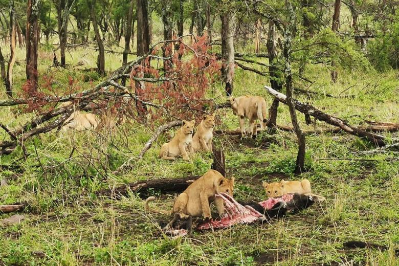 A pride of lions with a kill in Tanzania | Travel Nation