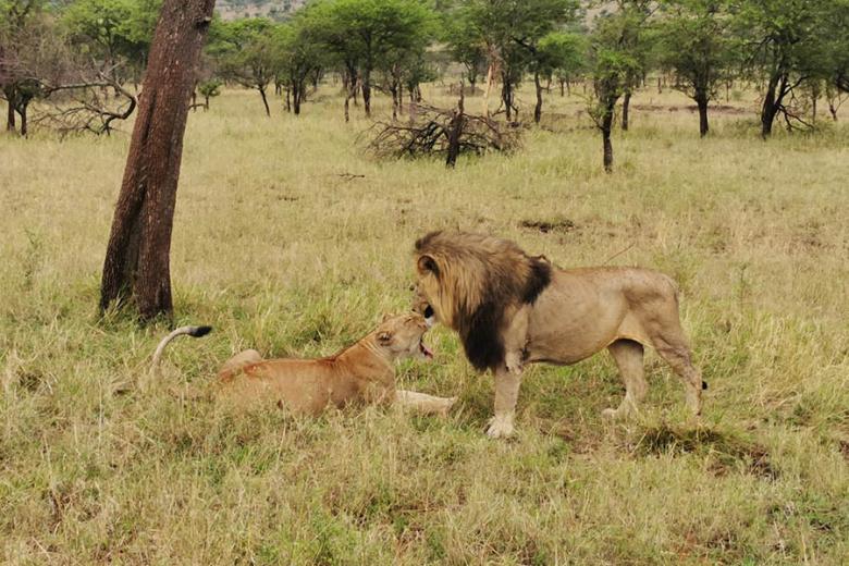 See lions on the Serengeti Plains in Tanzania | Travel Nation