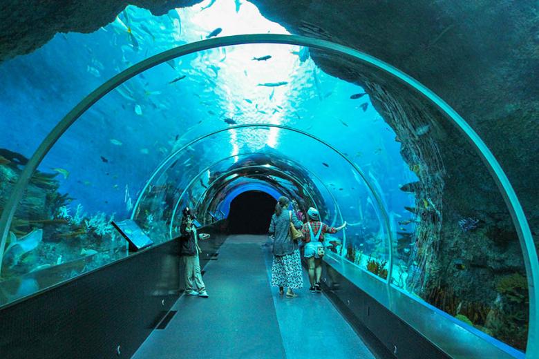 Explore Singapore's giant aquarium | Travel Nation