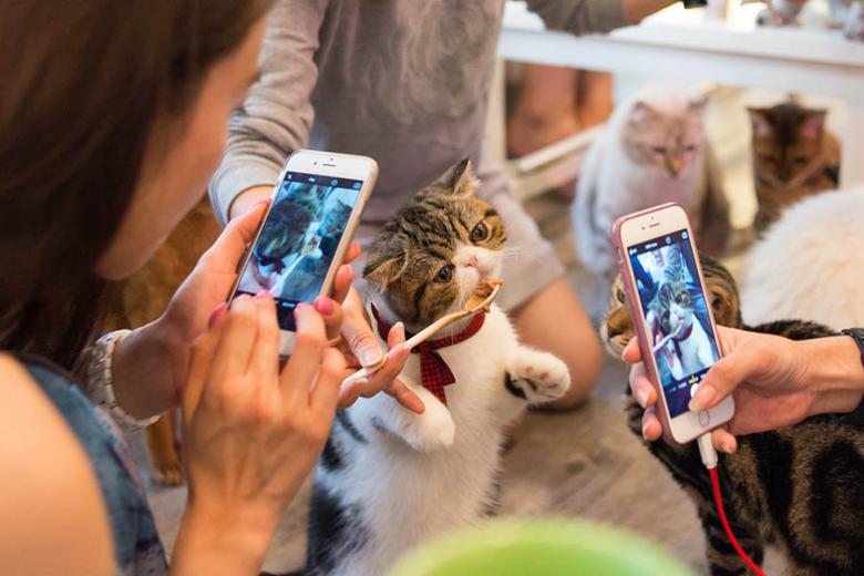 Grab a cuppa in one of Singapore's cat cafes | Travel Nation