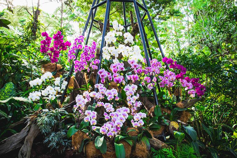 Explore Singapore's National Orchid Garden | Travel Nation