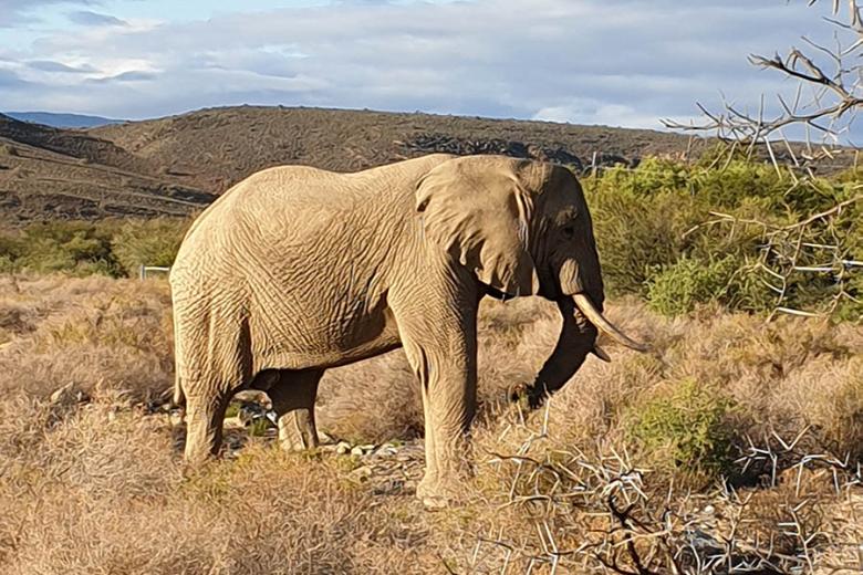 Get close to elephants on a safari at Sanbona Wildlife Reserve | Travel Nation