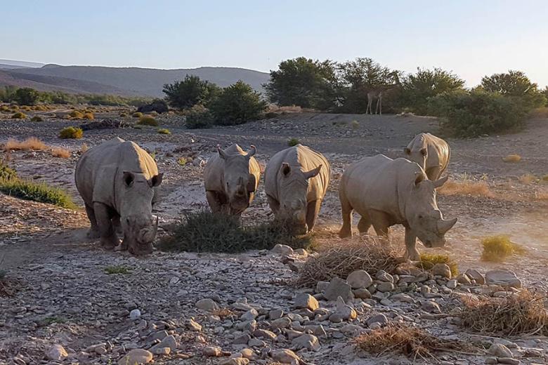 Spot rhinos on a game drive at Sanbona Wildlife Reserve | Travel Nation 