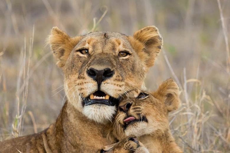 See lionesses with their cubs in on a Kruger self-drive | Travel Nation