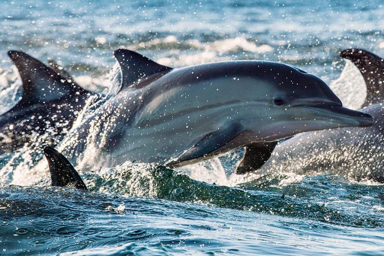 Spot dolphins off the coast of South Africa | Travel Nation