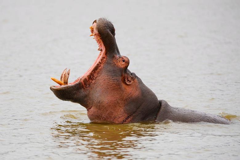 See hippos in Sanbona Wildlife Reserve | Travel Nation
