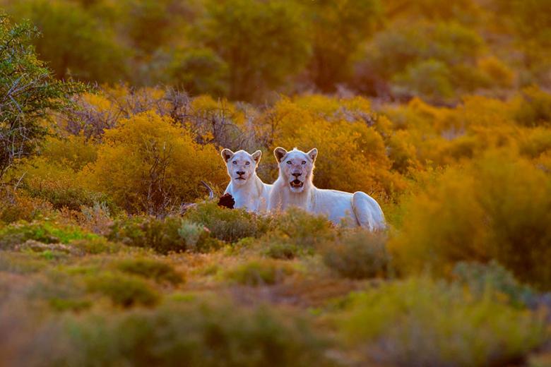 Spot white lions in Sanbona Wildlife Reserve | Travel Nation