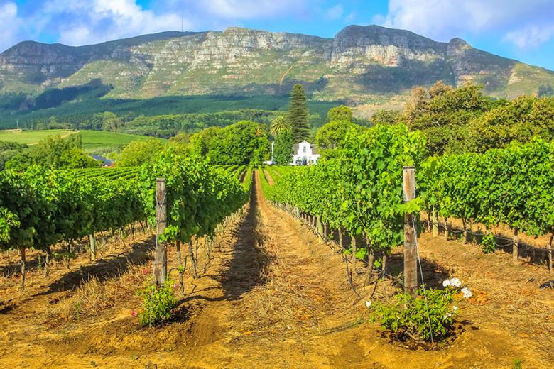 Explore the vineyards of Stellenbosch | Travel Nation