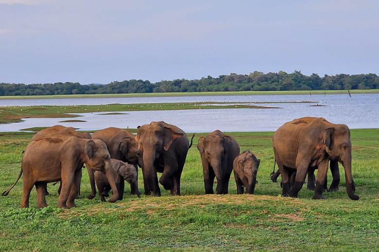 See elephants in Gal Oya National Park | Travel Nation
