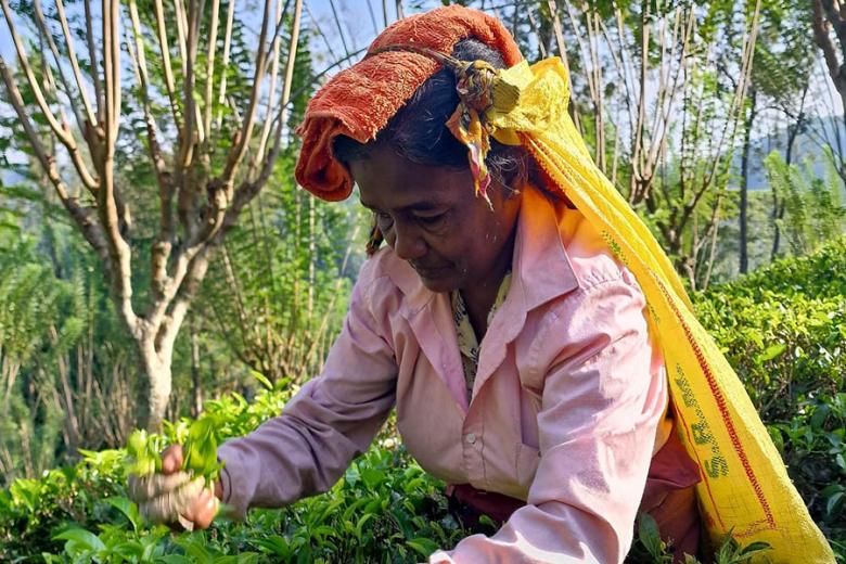 Explore the tea plantations in Sri Lanka | Travel Nation