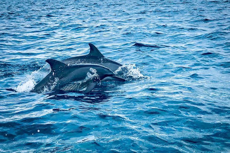 See dolphins off the coast of Trincomalee, Sri Lanka | Travel Nation