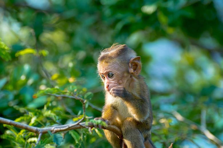 Monkeys in the trees surrounding Wilpattu National Park | Travel Nation
