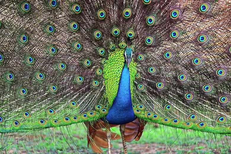 See peacocks strutting in Wilpattu National Park | Travel Nation