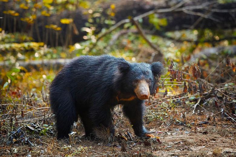 Spot endangered sloth bears in Wilpattu National Park | Travel Nation