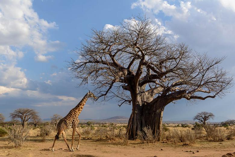 See baobab trees in Ruaha National Park | Travel Nation