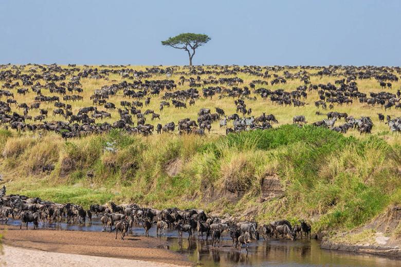 Wildebeest migration in the Serengeti|Travel Nation