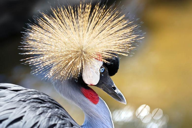 Spot grey-crowned crane in Uganda | Travel Nation