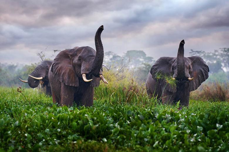 See elephants in Murchison Falls National Park | Travel Nation