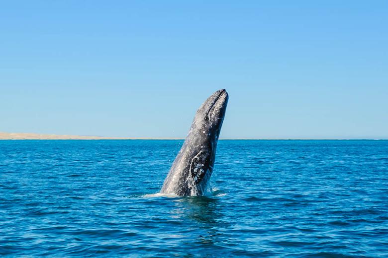 Spot grey whales off the Californian coast | Travel Nation