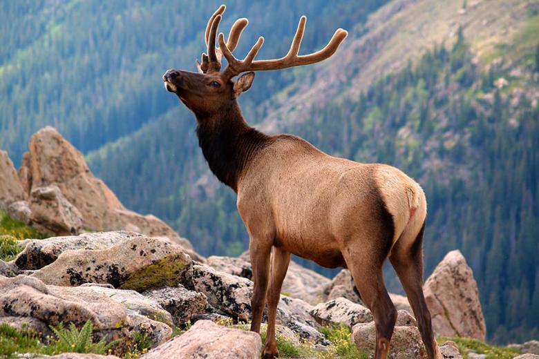 Spot elk roaming free in the mountains | Travel Nation