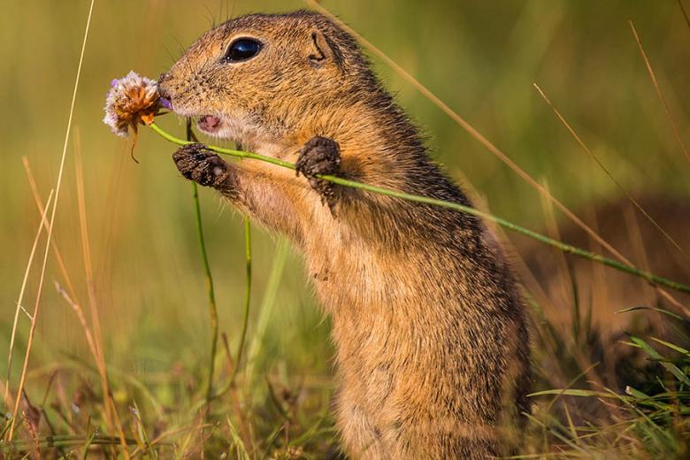See ground squirrels in springtime in the USA | Travel Nation