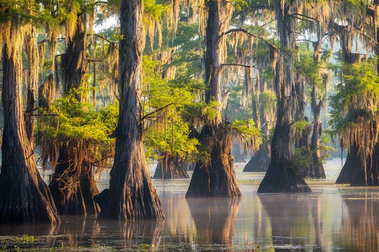 Spot alligators on the bayou in Louisiana | Travel Nation
