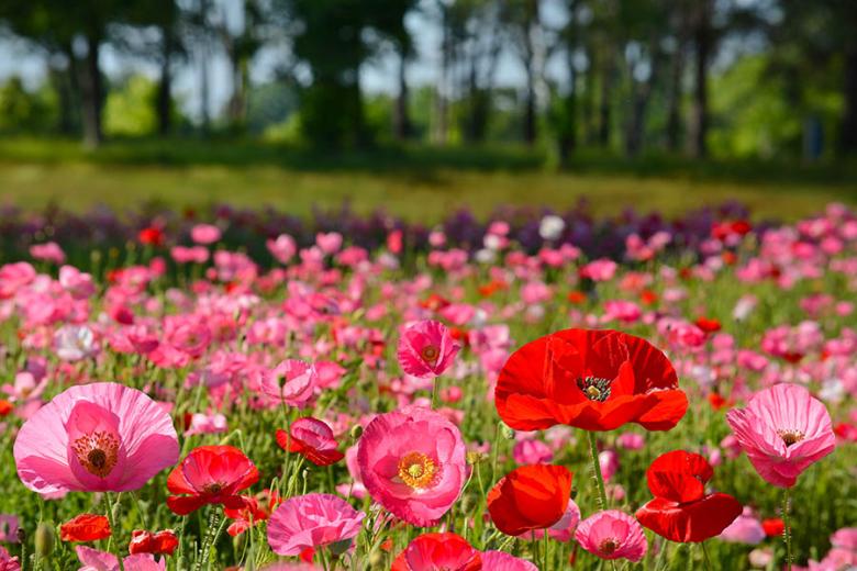 See wild poppies bloom across the USA | Travel Nation