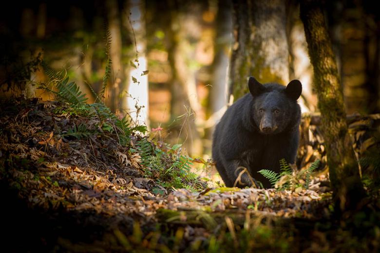 Spot black bears in the Great Smoky Mountains | Travel Nation
