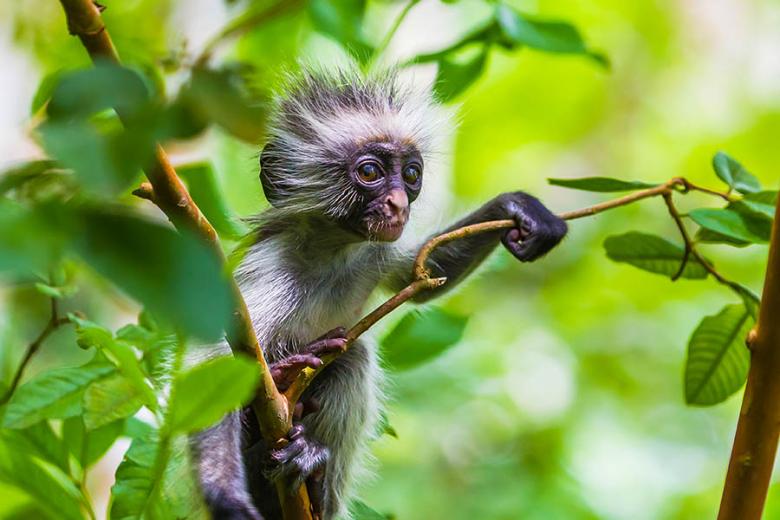 Spot red colobus monkeys in Zanzibar's Jozani Forest | Travel Nation