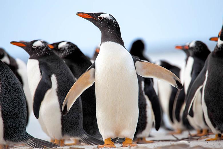 Gentoo penguins on the South American coast | Travel Nation